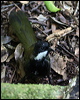 eastern_whipbird_29772