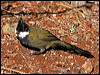Click here to enter gallery and see photos of: Eastern Whipbird; Chirruping Wedgebill