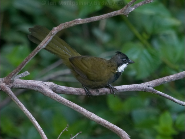 Eastern Whipbird eastern_whipbird_180800.psd
