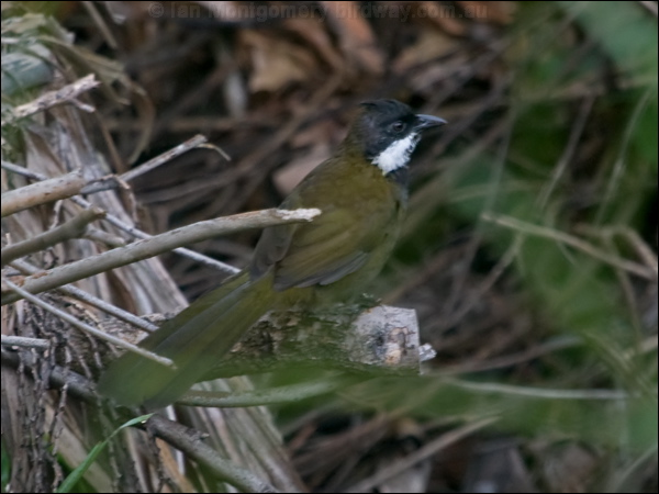 Eastern Whipbird eastern_whipbird_180804.psd