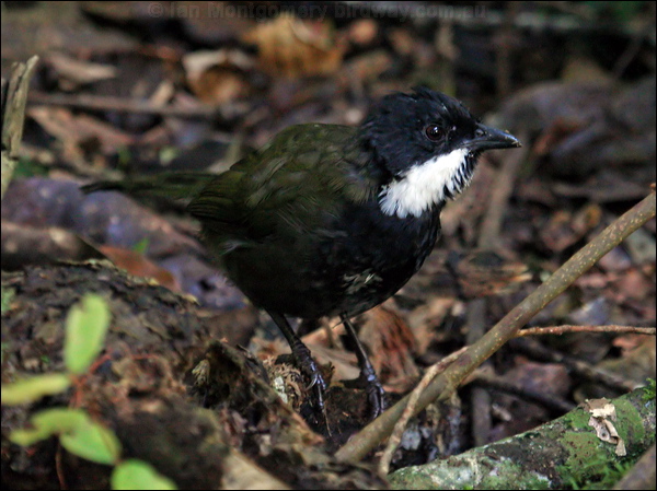 Eastern Whipbird eastern_whipbird_29693.psd