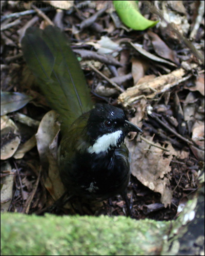 Eastern Whipbird eastern_whipbird_29772.psd