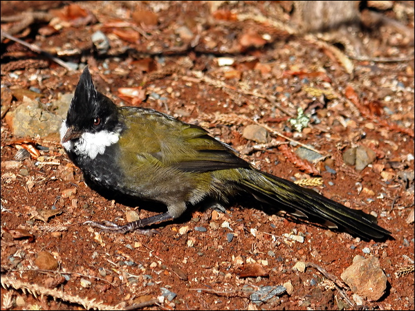 Eastern Whipbird eastern_whipbird_30450.psd