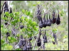 black_flying_fox_32346