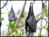 black_flying_fox_32357
