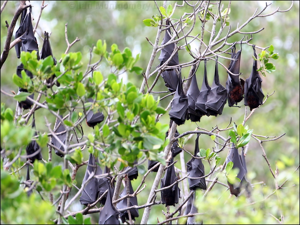 Black Flying-fox black_flying_fox_32346.psd