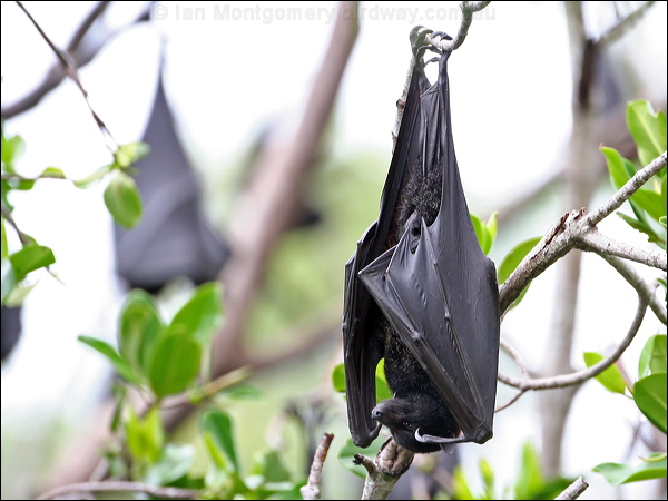 Black Flying-fox black_flying_fox_32357.psd