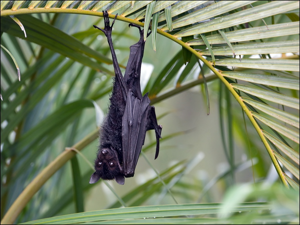Black Flying-fox black_flying_fox_98744.psd