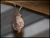 east_horseshoe_bat_167780