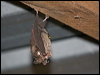 east_horseshoe_bat_167781