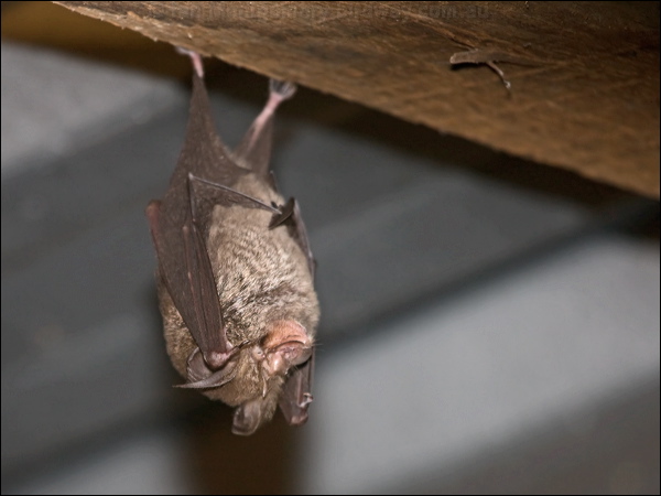 Eastern Horseshoe Bat east_horseshoe_bat_167780.psd