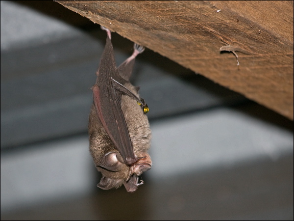 Eastern Horseshoe Bat east_horseshoe_bat_167781.psd