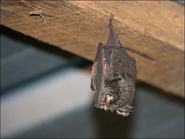 Eastern Horseshoe Bat east_horseshoe_bat_167924.psd