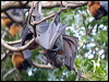grey_head_flyingfox_95048