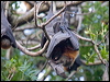 grey_head_flyingfox_95074