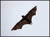 grey_head_flyingfox_97888