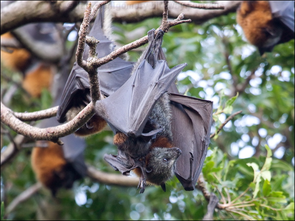 Grey-headed Flying-fox grey_head_flyingfox_95048.psd