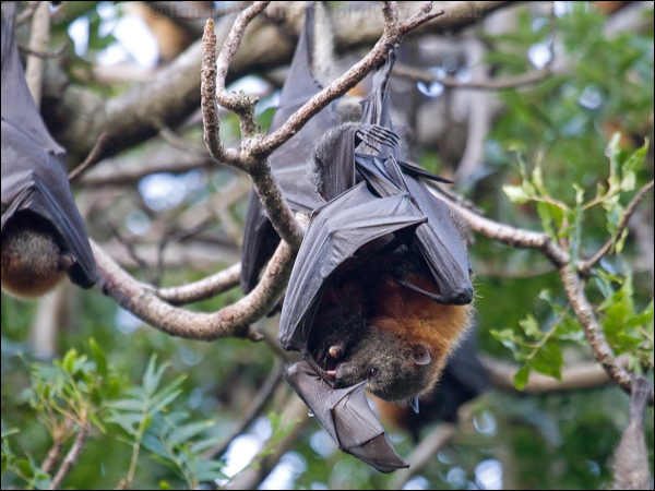 Grey-headed Flying-fox grey_head_flyingfox_95074.psd