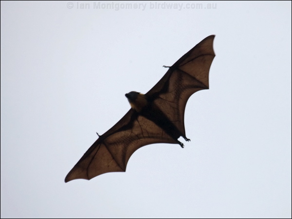 Grey-headed Flying-fox grey_head_flyingfox_97888.psd