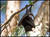 littleredflyingfox_93768