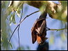 littleredflyingfox_93803