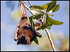 Click here to enter gallery and see photos of: Black, Spectacled, Grey-headed & and Little Red Flying-foxes/Fruit-bats; Eastern Horseshoe, Northern Broad-nosed and Northern Long-eared Bats
