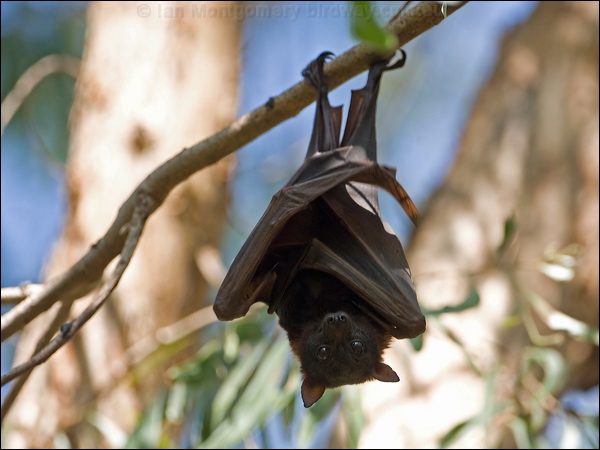 Little Red Flying-fox littleredflyingfox_93768.psd