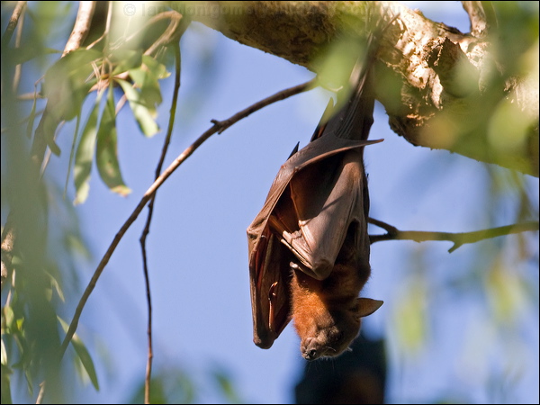 Little Red Flying-fox littleredflyingfox_93803.psd