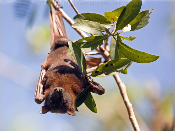 Little Red Flying-fox littleredflyingfox_93813.psd