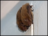 north_broadnose_bat_167774
