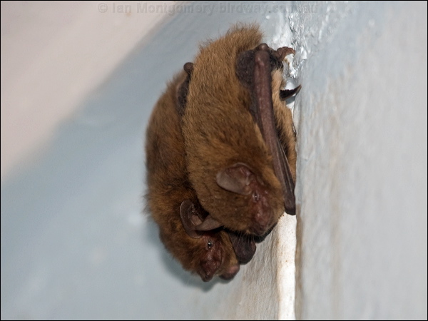 Northern Broad-nosed Bat north_broadnose_bat_167774.psd