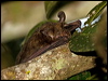 north_long_ear_bat_129726