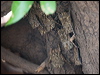 proboscis_bat_205545