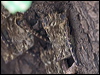 Click here to enter gallery and see photos/pictures/images of Proboscis Bat