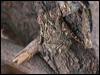 proboscis_bat_205551