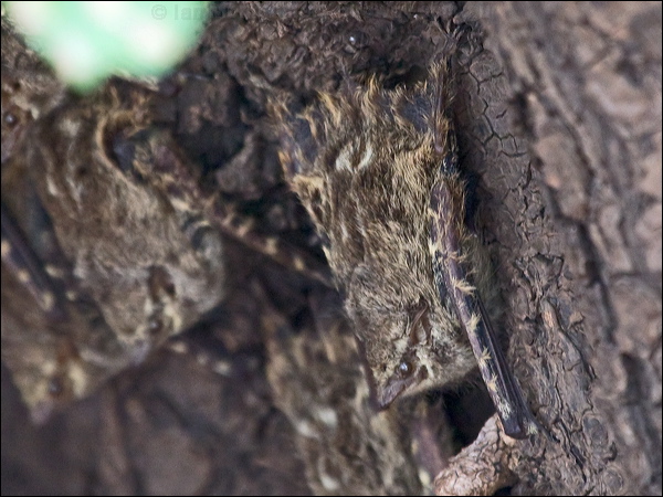 Proboscis Bat proboscis_bat_205546.psd