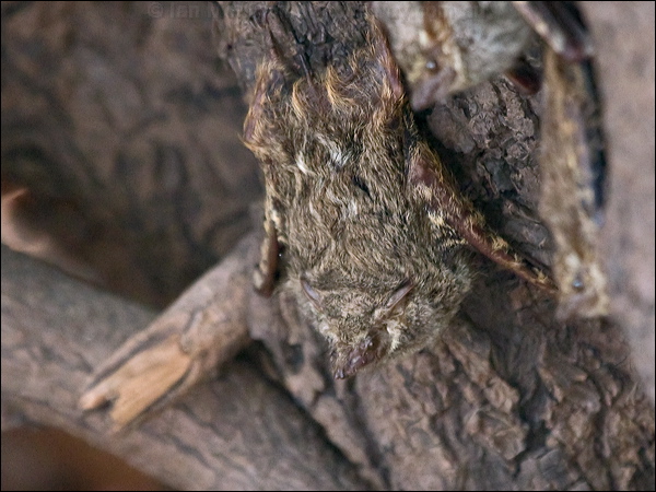 Proboscis Bat proboscis_bat_205551.psd