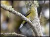 lngtasilkflycatcher_111758