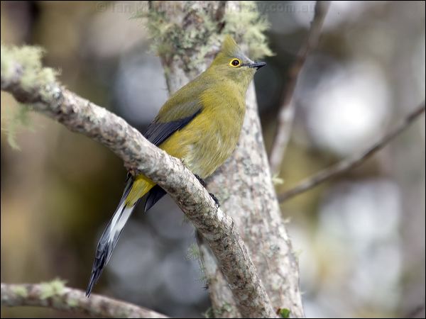 Long-tailed Silky-flycatcher lngtasilkflycatcher_111757.psd