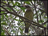black_eared_catbird_34438