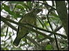 black_eared_catbird_34439