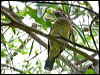 Clickable thumbnail to enter photo gallery of Black-eared Catbird