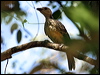 fawnbreastbowerbird_04741