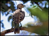 fawnbreastbowerbird_04743