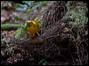 golden_bowerbird_106554