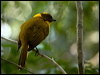 Clickable thumbnail to enter photo gallery of Golden Bowerbird
