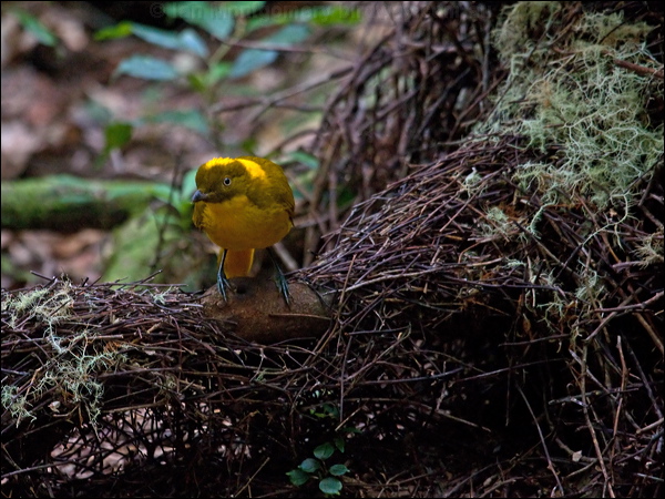 Golden Bowerbird golden_bowerbird_106554.psd
