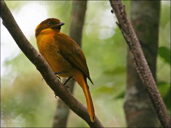 Golden Bowerbird golden_bowerbird_43356.psd