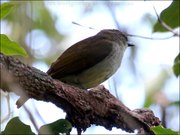 Golden Bowerbird golden_bowerbird_43388.psd