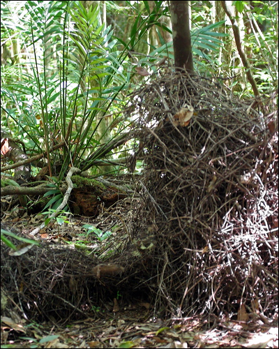 Golden Bowerbird golden_bowerbird_57623.jpg